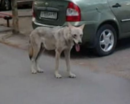 В поисках беженца из леса