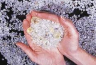 Вместо бриллиантов с выставки украли кассовые аппараты