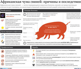 Новая вспышка африканской чумы свиней в Твери