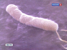 Бактерии помогут бороться с угревой сыпью