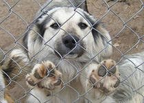 Приют для бездомных животных будет открыт в Краснодарском крае.