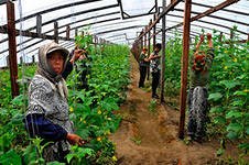 Штраф за работника-нелегала может достигнуть  800 тыс.рублей.